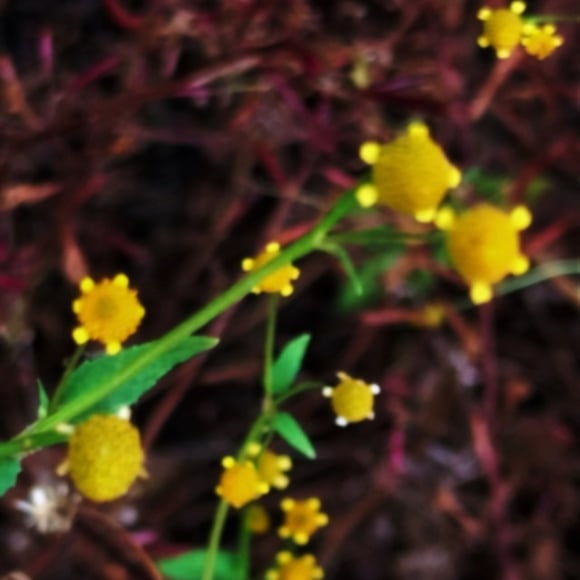 Pnant of Acmella uliginosa noticed in Mallaram Village of Nizamabad District, Telangana