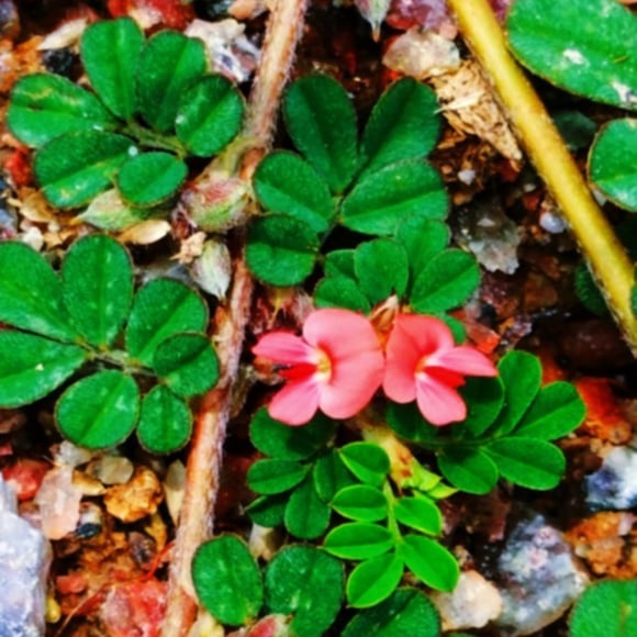 Plants of Indigofera linnae- birdville indigo plant