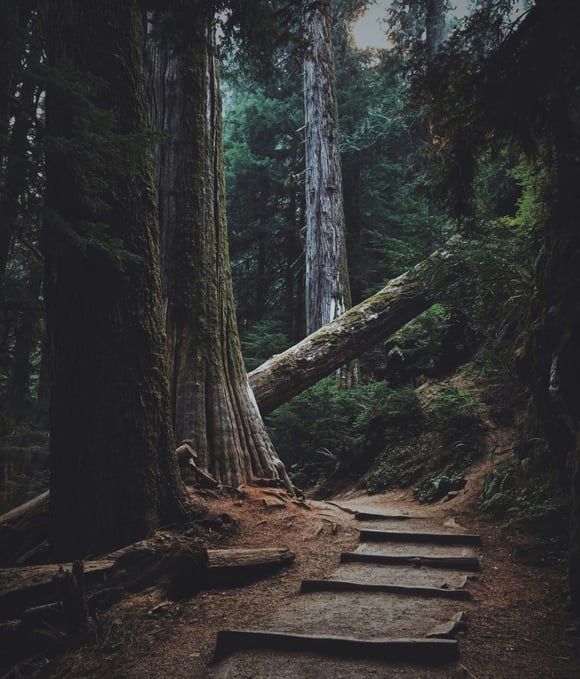 a path way with steps leading up to a cedar tree