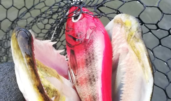 SALMO SLIDER in the mouth of a pike in Sweden
