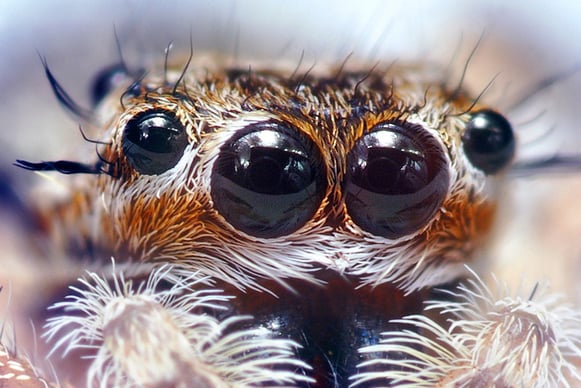 a spider - eyed spider