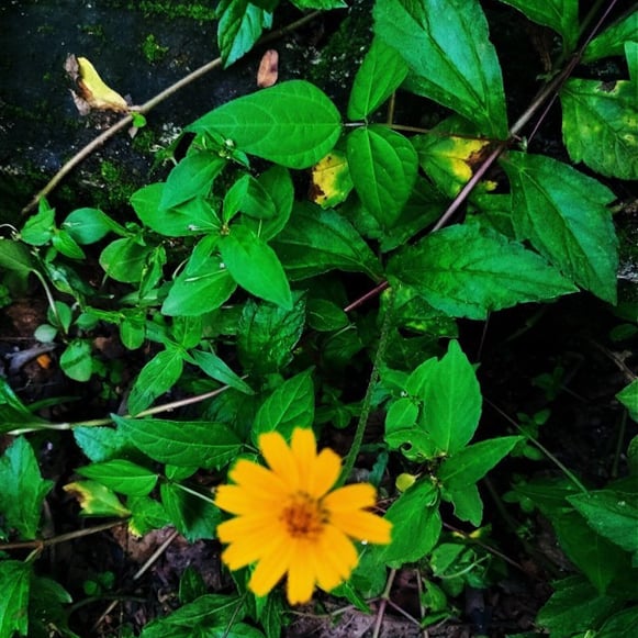 Plant of Singapore daisy noticed in surrounding of Kelarkalabettu, Udupi, Karnataka