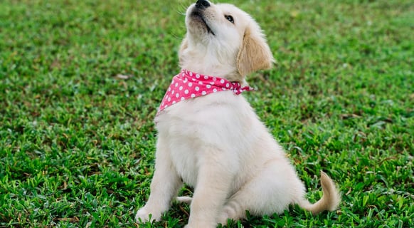 a golendoodle dog sitting on the grass training with a person
