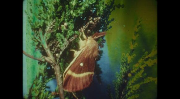 Antler 2018, 15 Minutes, Super8mm transferred to digital, colour, sound, Ireland