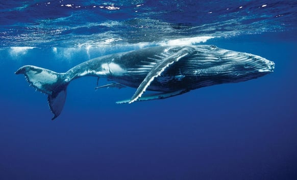giant ancient whale