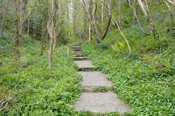 Picture of a path through a forest