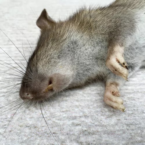 traitement souris traitement souris traitement souris traitement souris traitement souris traitement