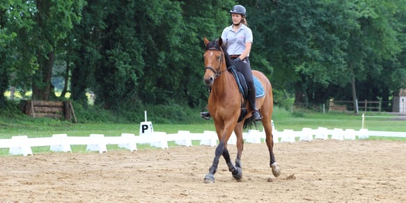 travail du cheval en carrière