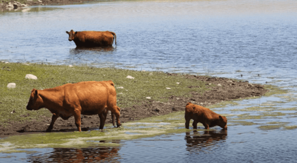 Cows drinking from a pond