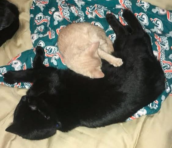 two cats sleeping on a blanket 