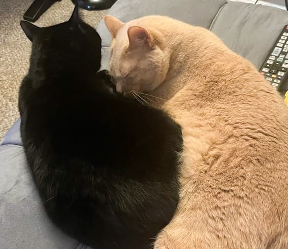 two cats sleeping together