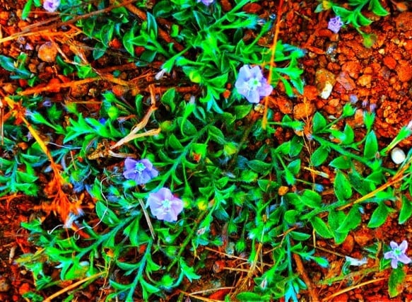 Plants of Evolvulus alsinoides noticed in Mallram of Nizamabad, Telangana