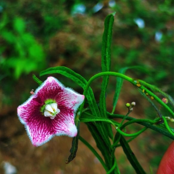 Plant of Oxystelma esculentum: Rosy milkweed vine