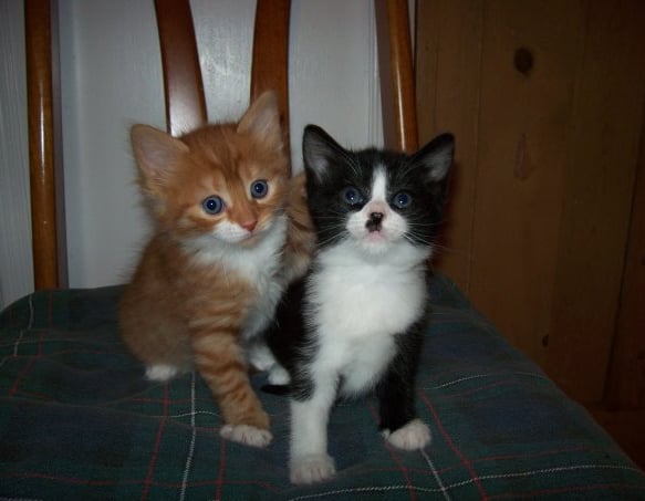 A fluffy ginger and white kitten and a black and white kitten are sitting on a chair.
