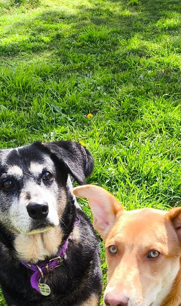 two dogs standing next to each other in the grass