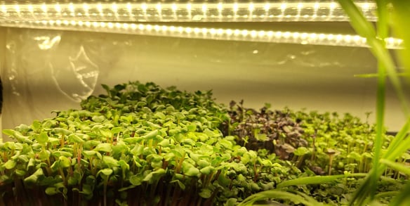 a picture of Early Greens microgreens grow room