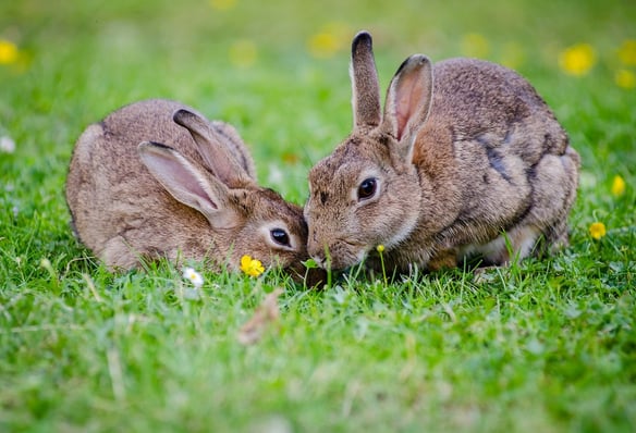 Photos lapin
