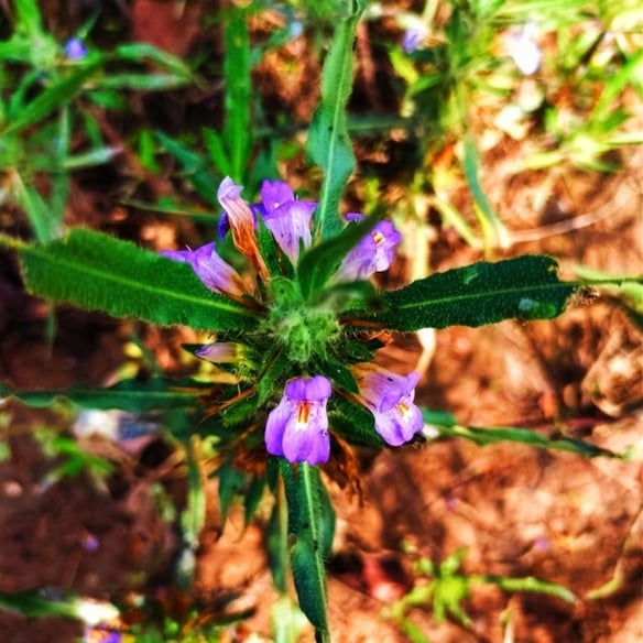 Plant of Hygrophila auriculata noticed in Mallaram of Nizamabad, Telangana