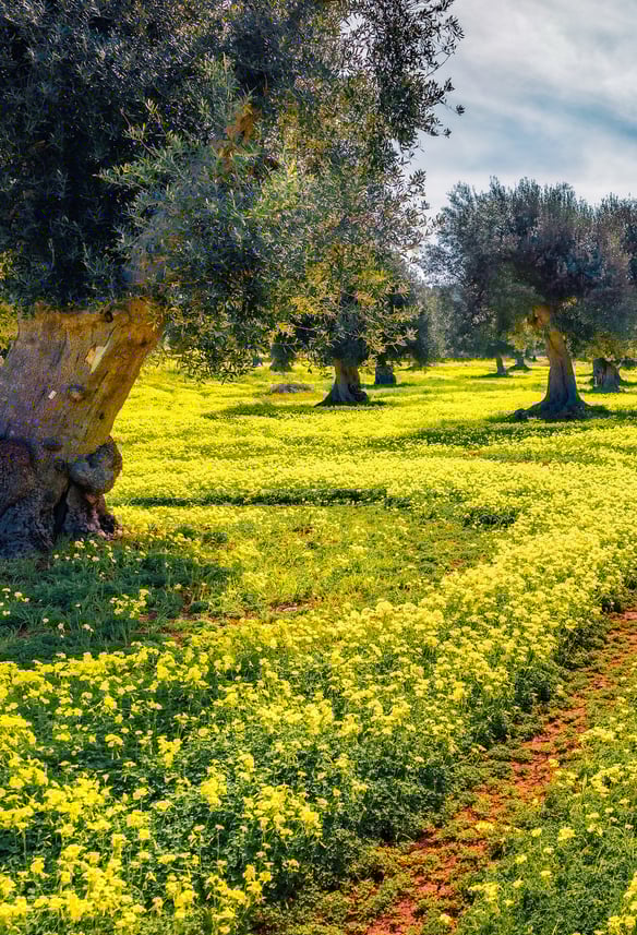 nature relaxation