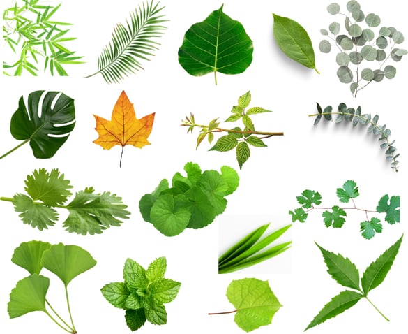 Size and shapes of different leaves