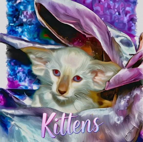 Metexa Siamese & Oriental kittens
