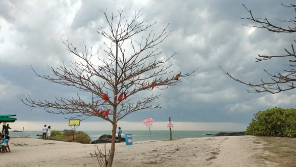 Indian almond tree after shedding their leaves at St Mary's Island Udupi