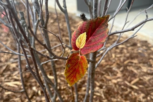 A small yellow leaf growing between two red leaves on an empty bush, symbolizing motherhood and resilience without support