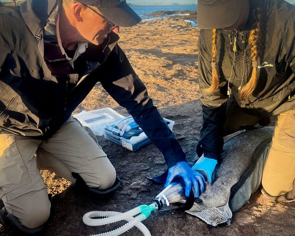 Wildlife veterinarian Michael Lynch anaesthetising an australian fur seal for research project