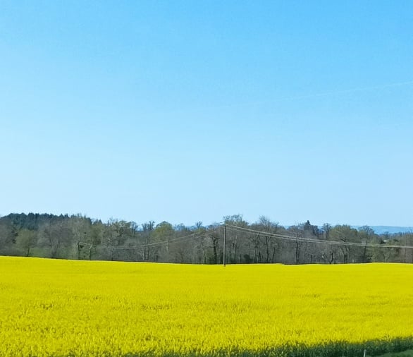 Fields of luminous rape