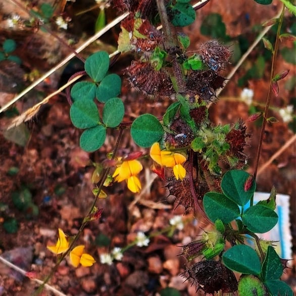 Plant of Rhynchosia minima-burn mouth-vine plant found in Mallaram, Nizamabad, Telangana