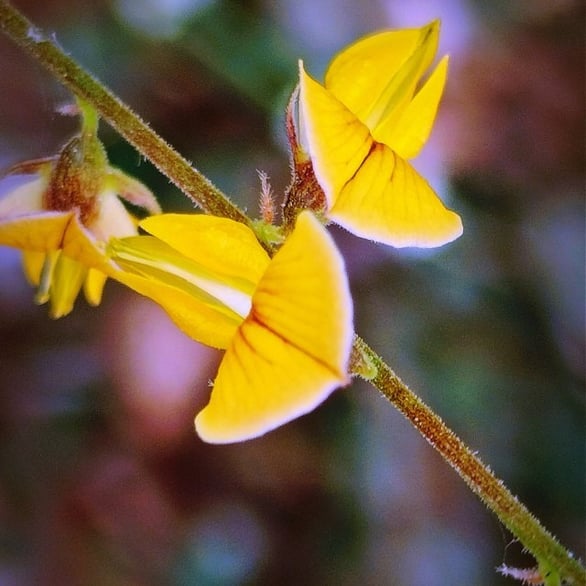 Flowers of Rhynchosia minima noticed at Mallaram of Nizamabad, Telangana