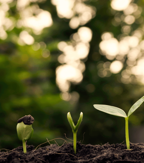 a close up of a plant with a small plant growing out of it