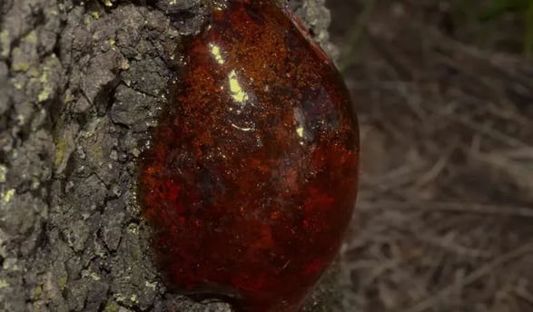 a red substance on a tree trunk trunk