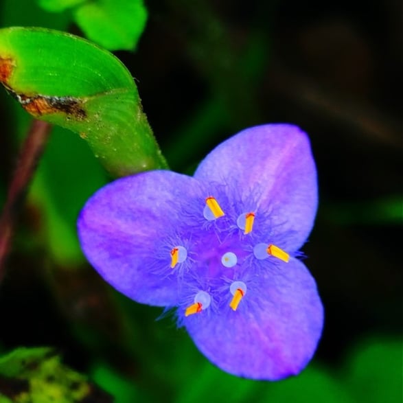 Flower of spiderwort