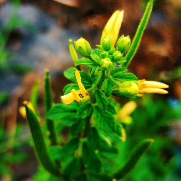Tick weed, Cleome viscosa plant noticed in Yadgir, Karnataka