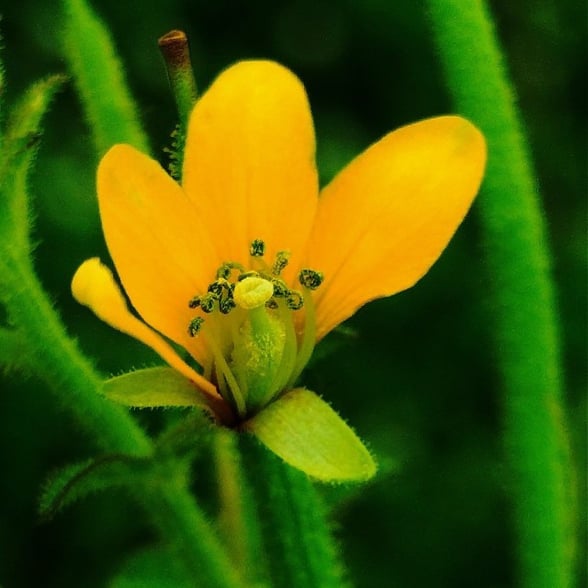 Flower of Cleome viscosa, Tick weed noticed in Yadgir, Karnataka