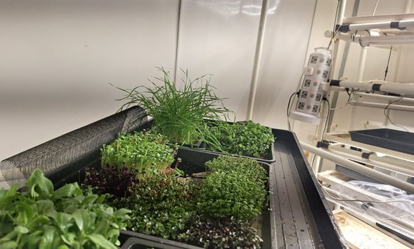 a picture of Early Greens microgreens nursery