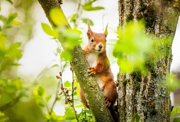 Ein Eichhörnchen sitzt  im Frühling auf einem Baum Fotografiert im Sauerland von Philipp Geisler