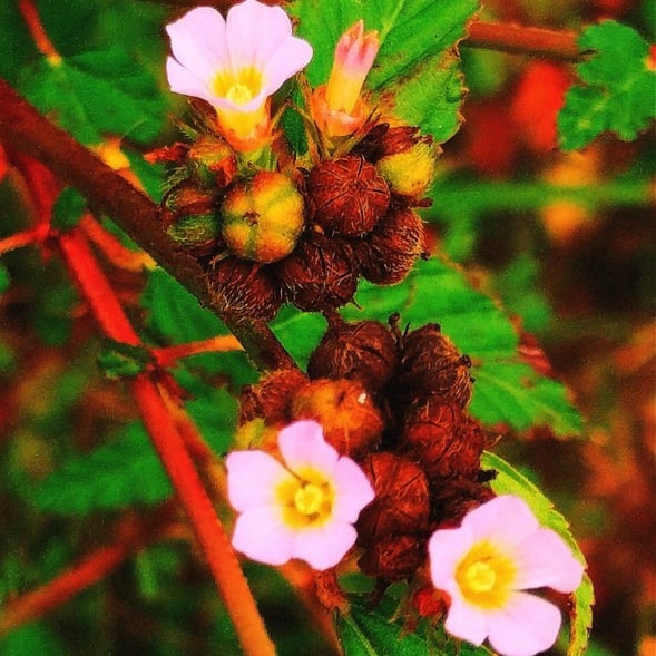 Plant of Melochia corchorifolia- Chocolate weed plant