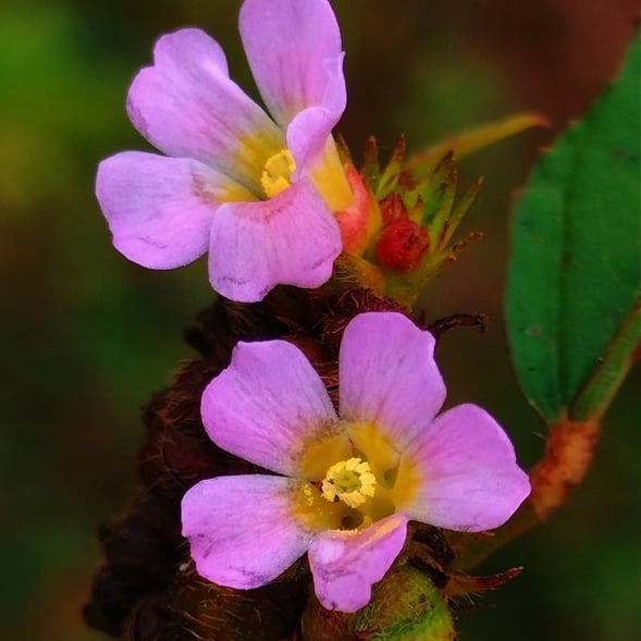 Flowers of Melochia orchorifolia-Chocolate weed plant