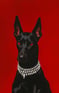 Huzaifa Creative Studio™ \\A Dog Wearing A Jewelery Set