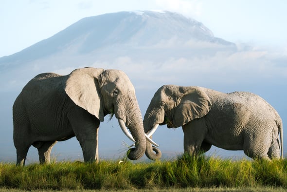 Two elephants feeding grass with Mount Kilimanjaro in the background, Amboseli national park, Kenya