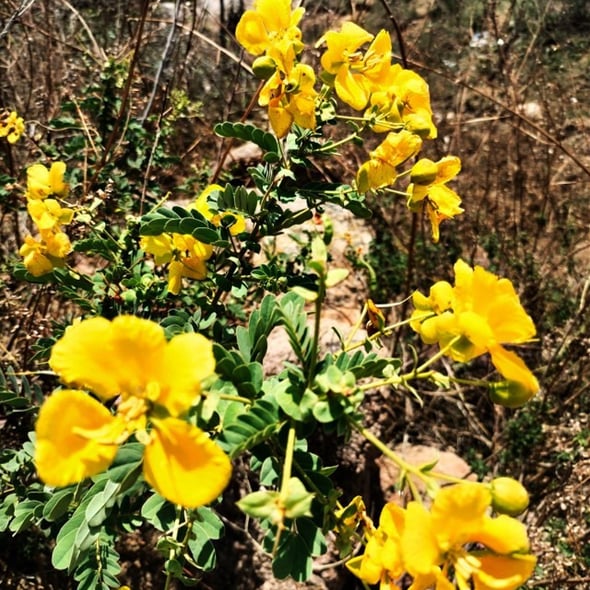 Plant of Senna bicapsularis with flowers