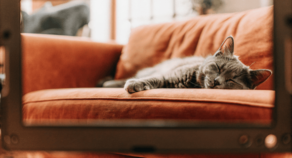 A live camera feed displaying a clear view of a cat resting on a sofa.