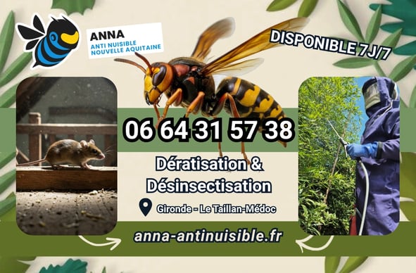Traitement et Destruction Nids de Guêpes et Frelons à Blanquefort