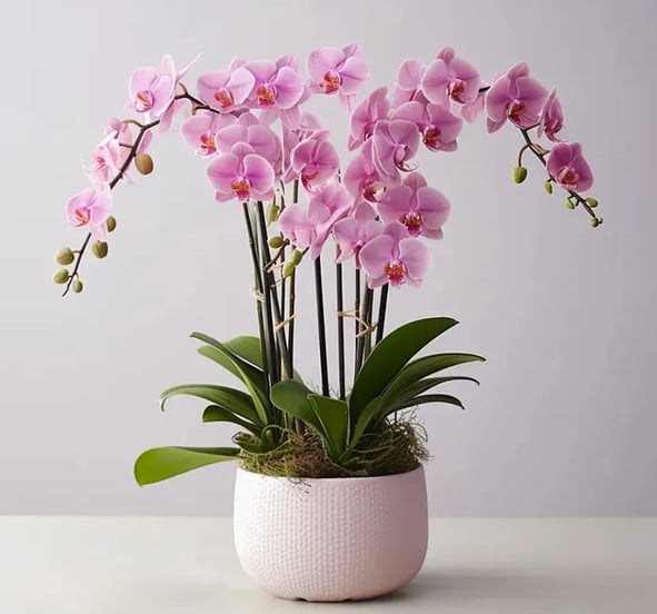 pink faux orchids