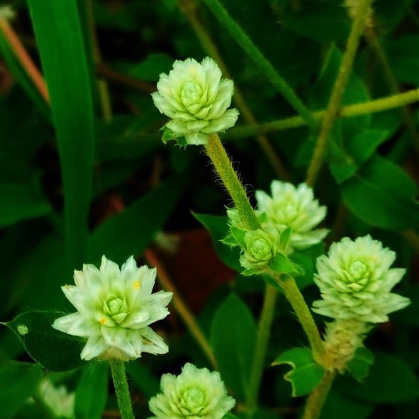 Flowers of Alternanthera sessilis noticed in Yadgir, Karnataka