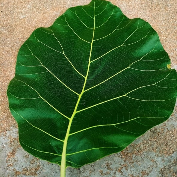 Leaf of tectona grndis showing venation
