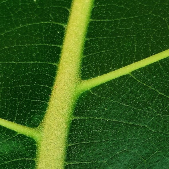 Arrangement of midribs and veins in leaves