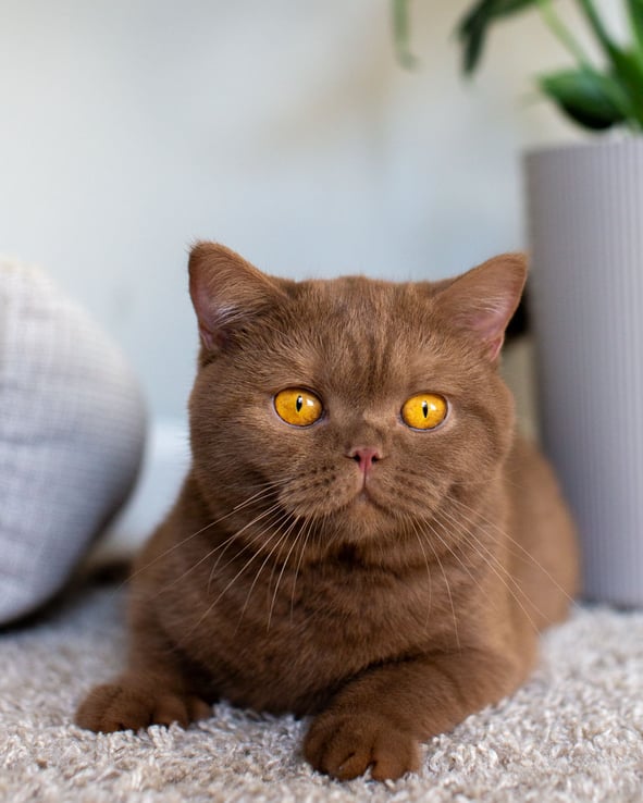 Cinnamon-colored British Shorthair kitten exploring a cozy home